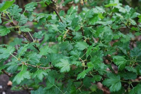 Gooseberry - European gooseberry - World Crops Database - Temperate