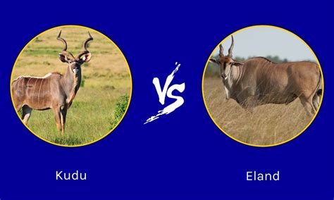 Kudu Vs Eland What Are The Differences Az Animals