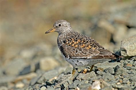 Alaska Birding Tours Alaska Birdwatching Tours Birdquest