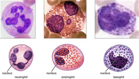 Granulocytes Granulocyte Colony Stimulating Factor Granulocyte