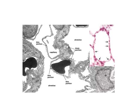 Anatomy and Physiology of Lung Interstitium | PPT