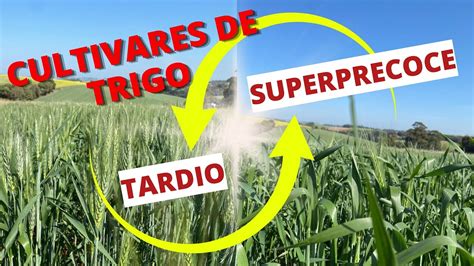 Cultivares de Trigo OR Genética de Sementes YouTube