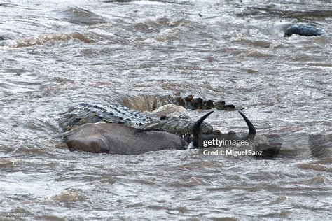 Nile Crocodile Attacking Wildebeest In Mara River High Res Stock Photo