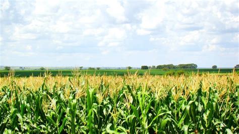 Agricultor Atinge 300 Sacas De Milho Por Hectare Com Irrigação Inteligente