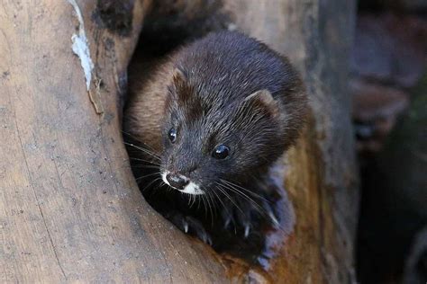 Fun European Mink Facts For Kids | Kidadl