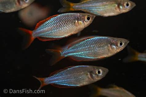 Dwarf Neon Rainbowfish Melanotaenia Praecox Dans Fish