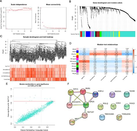 Figure 4 From Analysis Of Nucleoporin 107 Overexpression And Its