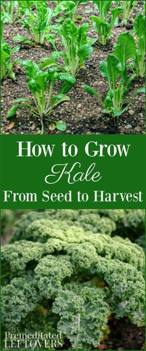 Tips For Growing Kale In Your Garden Including How To Grow Kale From Seed When To Plant Kale