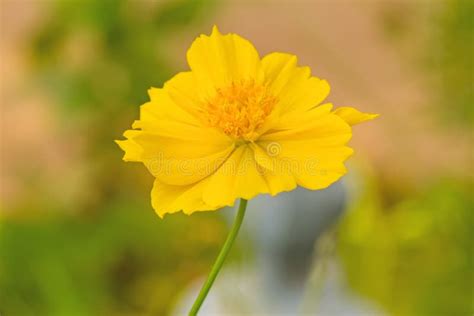 Flor Amarilla Del Cosmos Cosmos Del Azufre Foto De Archivo Imagen