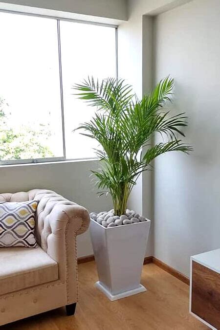 C Mo Cuidar Una Palmera De Interior Consejos Y Recomendaciones