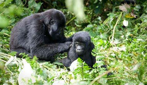 For How Long Do Gorillas Live Rwanda Safari News