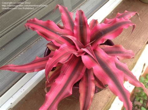 Plantfiles Pictures Cryptanthus Bromeliad Earth Star Red Star Cryptanthus By Sunkissed