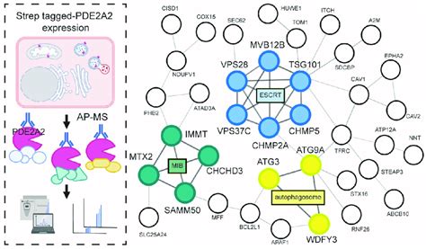 Resolving The Pde Isoform Specific Interactome Recombinant Tag Fused