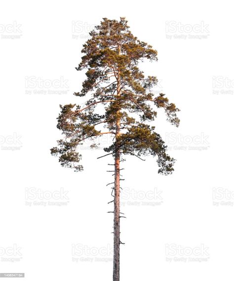 Tall Pine Tree Isolated On White Background Natural Photo Stock Photo