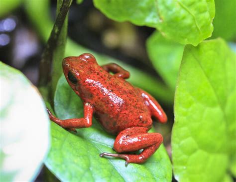 Strawberry Poison Dart Frogs And Their Parental Care - World Frog Day