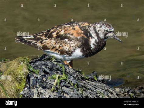 Diverses Esp Ces De Faune Sauvage Au Royaume Uni Y Compris Les