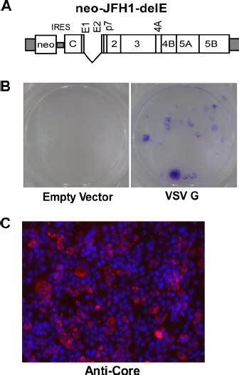 Establishment Of Hcv Replicon Cells By Hcvvsv Transduction A