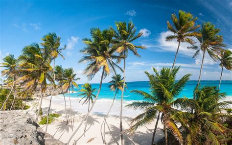 Wallpaper Sea Bay Beach Coast Palm Trees Tropical Island