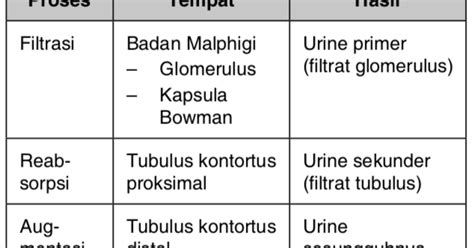 Gambar Proses Pembentukan Urine Koleksi Gambar