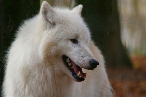 Le Loup Arctique du parc zoologique CERZA, parc des safaris