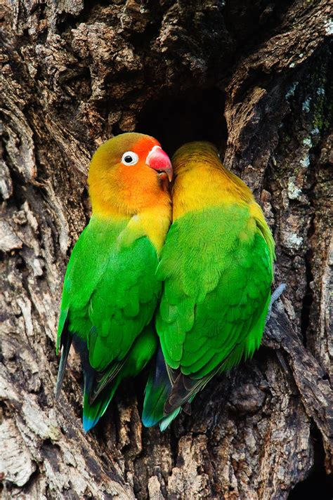 10 Best Friendly Pet Bird Species — Best Birds for Family Pets