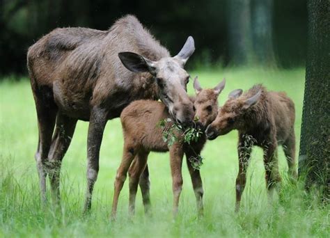 Pin by Sherry H on Baby Moose | Baby animals pictures, Animal ...