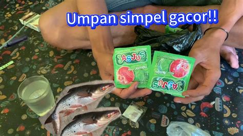 Umpan Ikan Patin Tanpa Esen Gacor Youtube