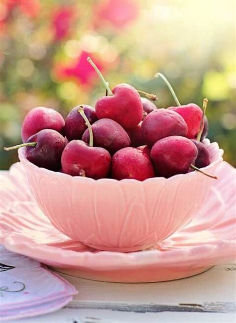 Bing Dwarf Cherry Country Bumpkin Plant Nursery