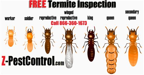 Termite Inspection Eastpoint Fl Pest Control