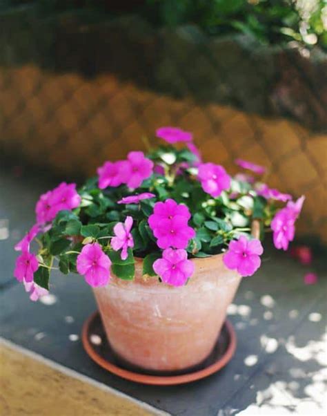 Growing Impatiens In Pots How To Plant Impatiens In Containers