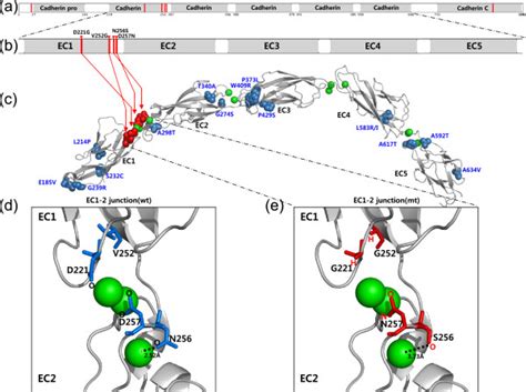 Structure Of The Cdh Protein And Ec Junction A The Full Length