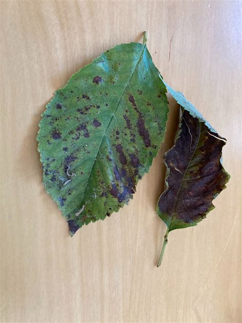 Leaf scorch or Leaf spot on cherry tree? - General Fruit Growing ...