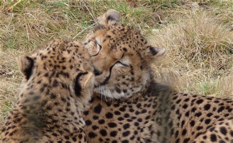 Chester Zoo Cheetah Kiss By Satens0sister On Deviantart