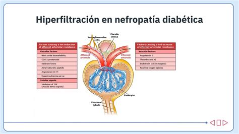 Nefropatia Diabetica Diabetes Mellitus Pptx