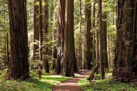 A Weekend in the Redwoods - Humboldt County · Hike Then Wine