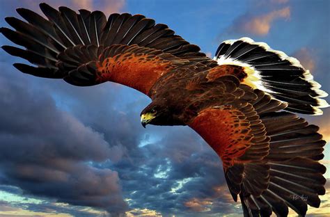 Harris' Hawk in Flight Photograph by Russ Harris - Pixels