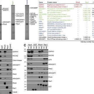 RhoA and Rac1 couple to discrete effector pathways in mitotic cells ... 
