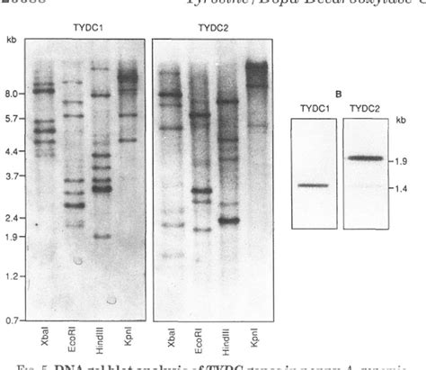 Figure 1 From Differential And Tissue Specific Expression Of A Gene