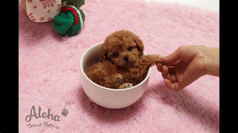 Micro Teacup Red Maltipoo💛💛pudding💛💛 Aloha Teacup Puppies Youtube