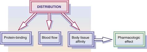 Distribution The Second Stage Of Pharmacokinetics