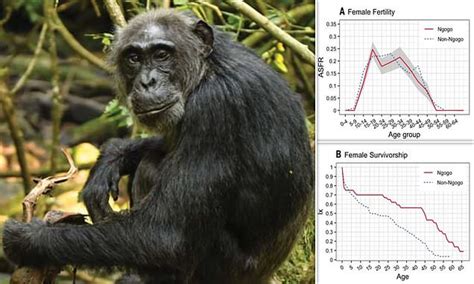 Granny Chimpanzees Make Human Menopause More Of A Mystery Study