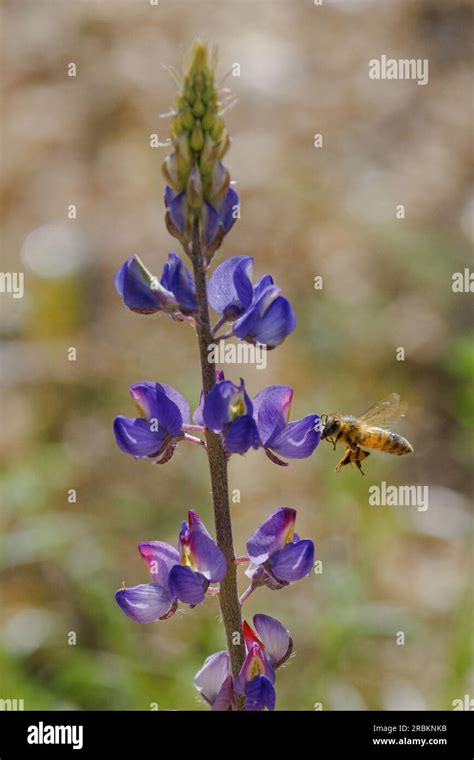 Lupin Arizonicus Hi Res Stock Photography And Images Alamy