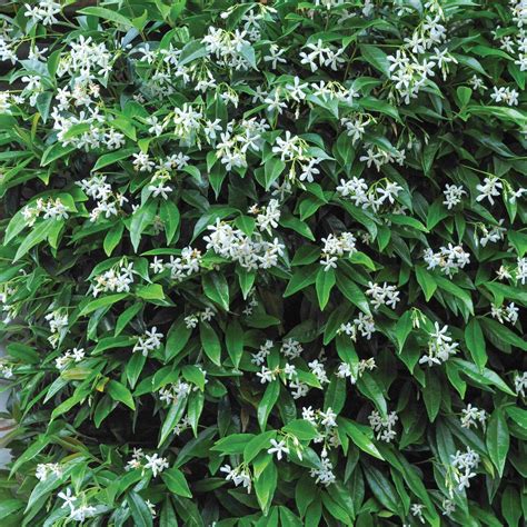 Is Star Jasmine A Climbing Plant Back Gardener