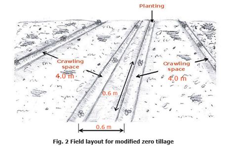 Watermelon Pakwan Cultivation Guide All You Need To Know In Planting