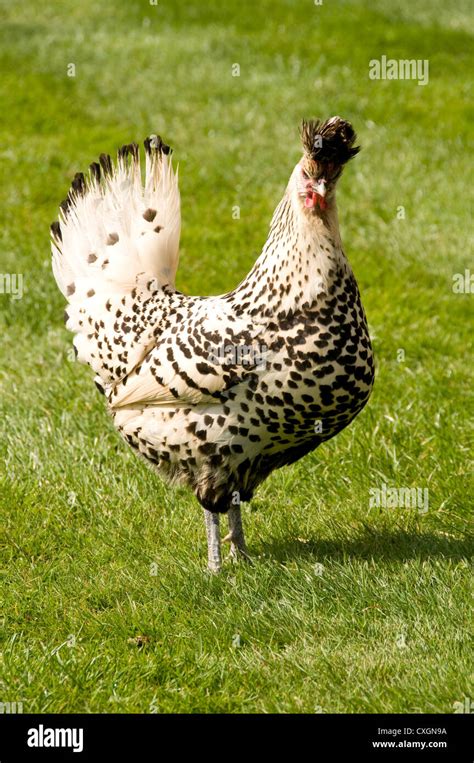 Speckled hen Stock Photo: 50769750 - Alamy