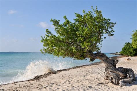 Divi divi tree stock image. Image of beach, tree, ocean - 15022995