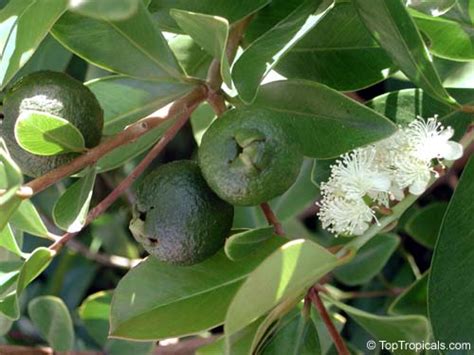 Tropical Guava, Psidium guajava - TopTropicals.com