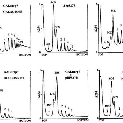 Polyribosome Profiles Ribosomes And Free Ribosomal Subunits Were