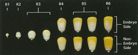 Corn Growth And Development Reproductive Stages Knox County