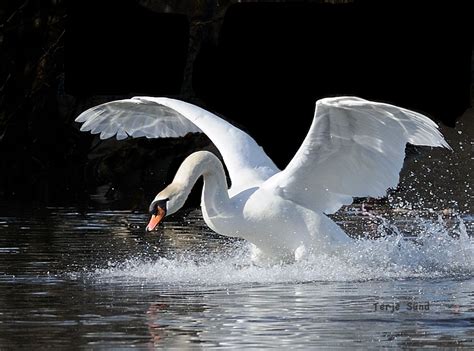 Landing Swan. D3s, 300mm f/2.8 VR II | Swan, Bird, Landing